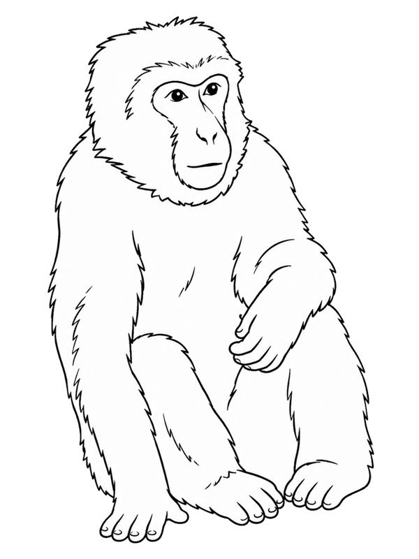Scimmia Bertuccia disegno da colorare