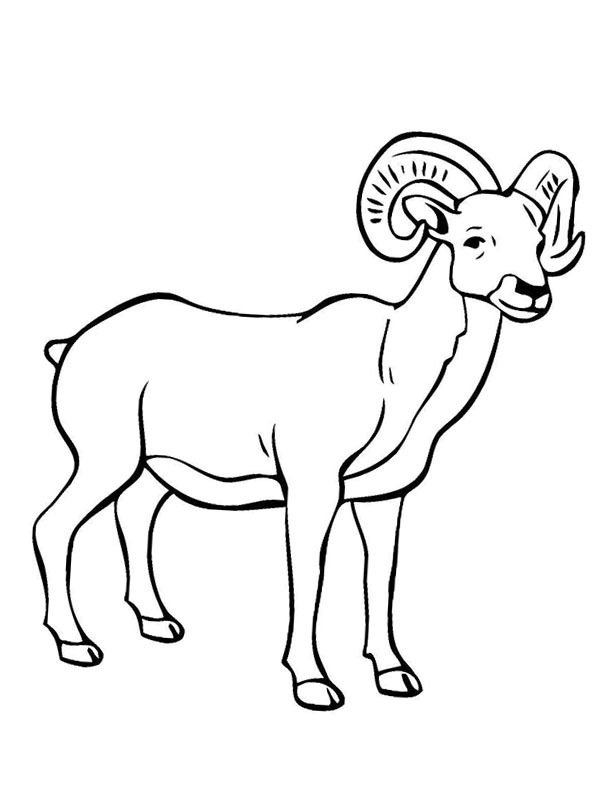 pecora di montagna disegno da colorare pecora di montagna disegno da colorare