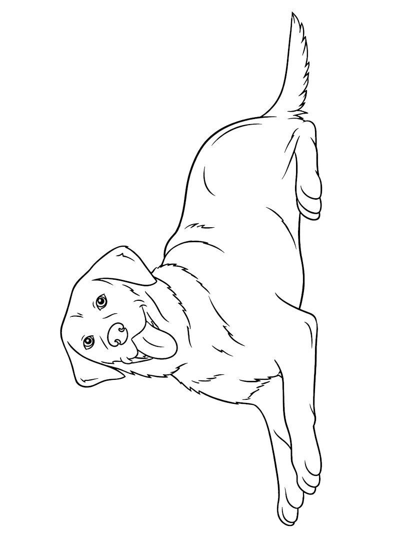 Labrador Retriever felice disegno da colorare Labrador Retriever felice disegno da colorare