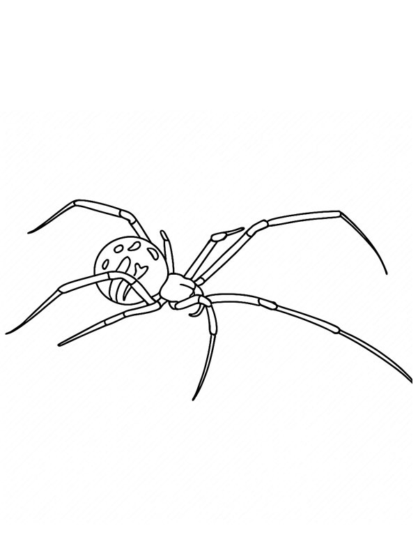 Vedova nera disegno da colorare Vedova nera disegno da colorare