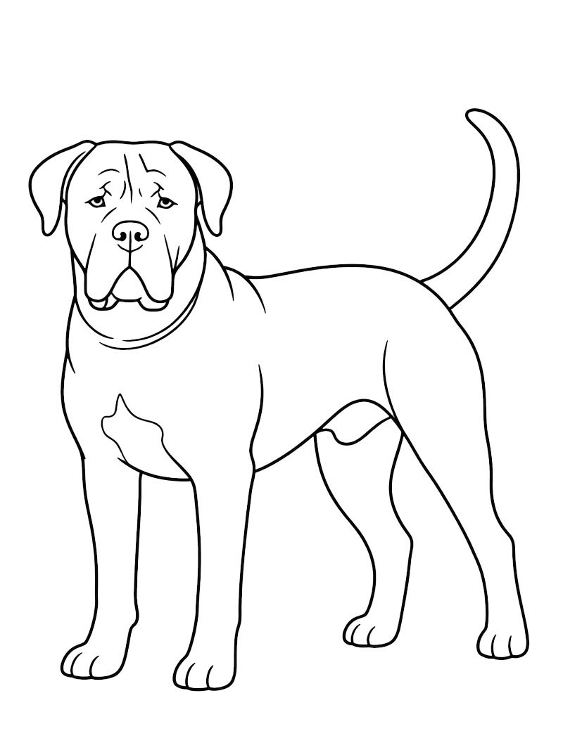 Cane corso disegno da colorare