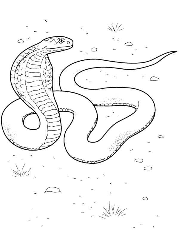 Cobra disegno da colorare