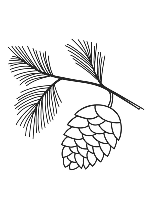 Pigna disegno da colorare Pigna disegno da colorare