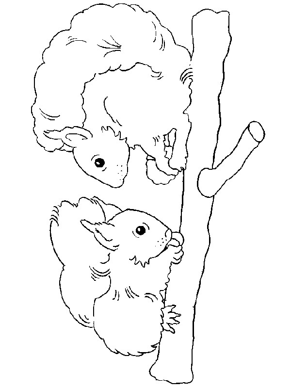 Due scoiattoli disegno da colorare