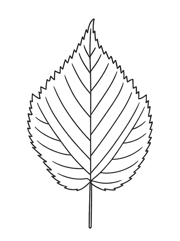 Foglia di ontano disegno da colorare Foglia di ontano disegno da colorare
