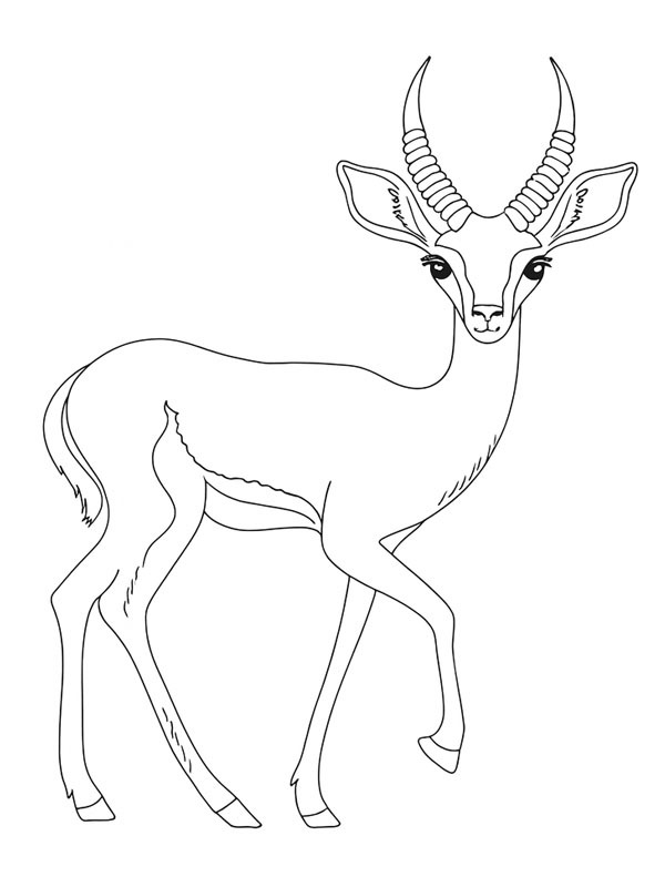 Gazella disegno da colorare