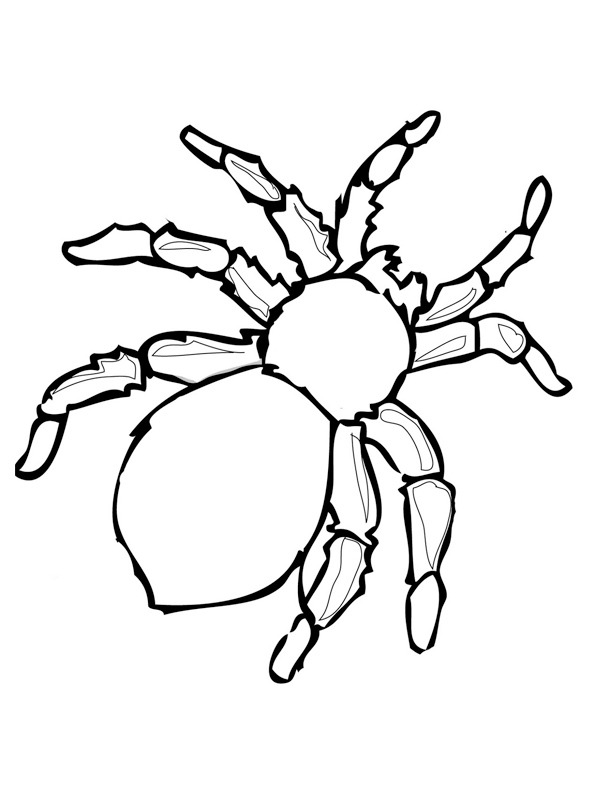 Ragno pericoloso disegno da colorare