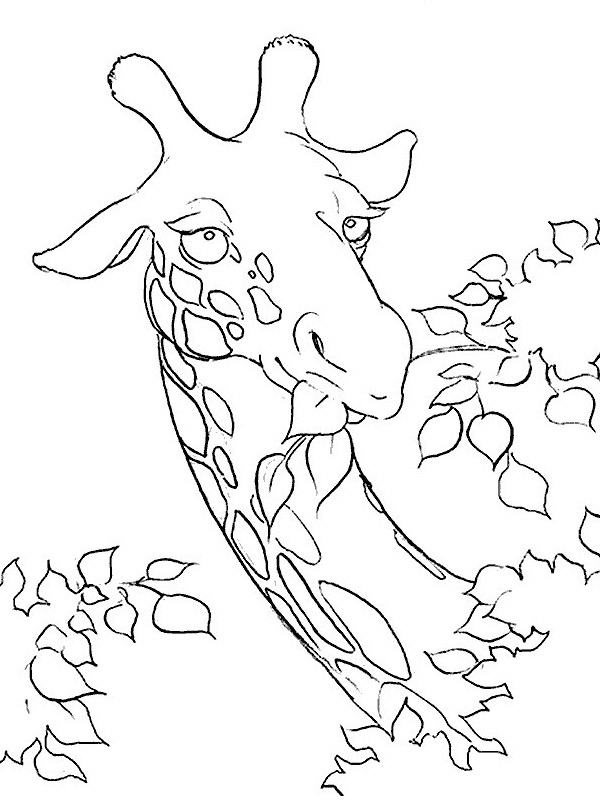 Giraffa che mangia disegno da colorare