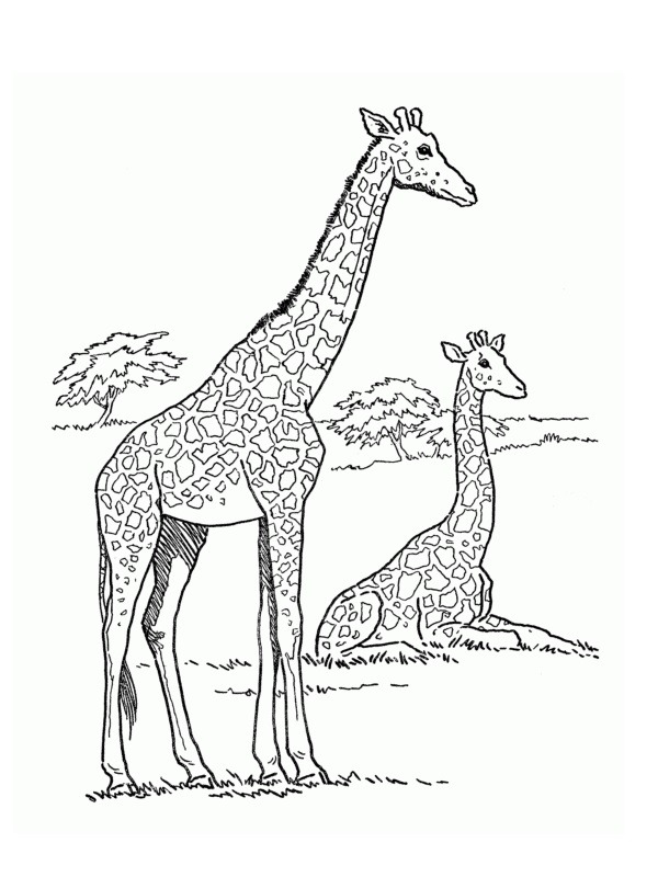 Giraffe disegno da colorare