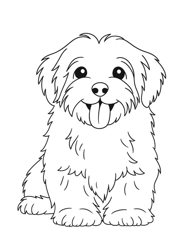 Havanese disegno da colorare
