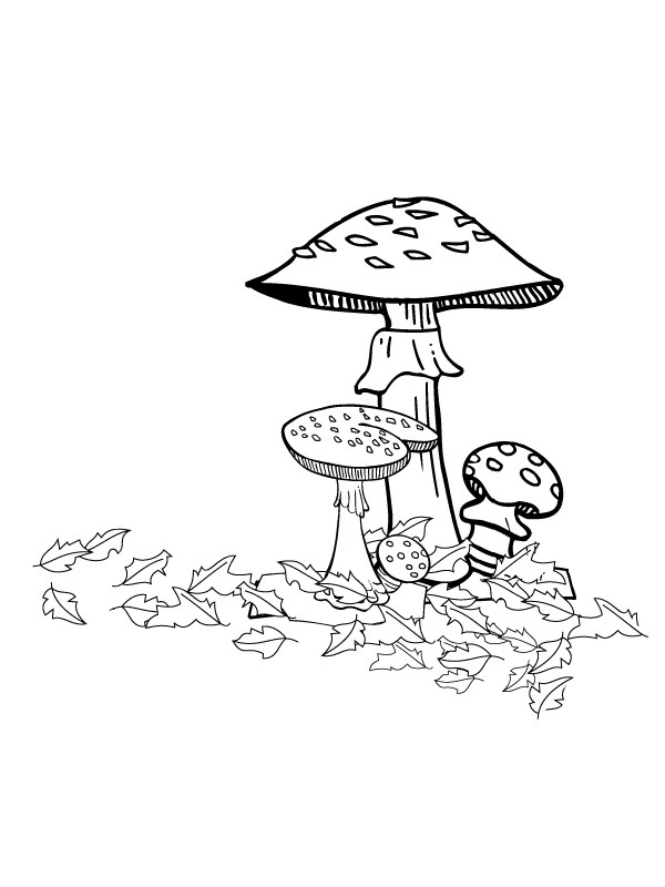 Funghi autunnali disegno da colorare