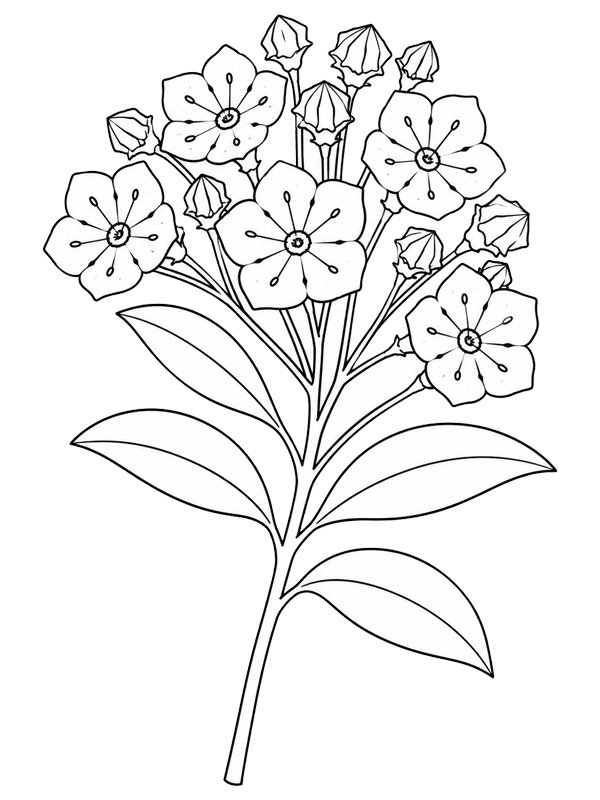 Kalmia disegno da colorare
