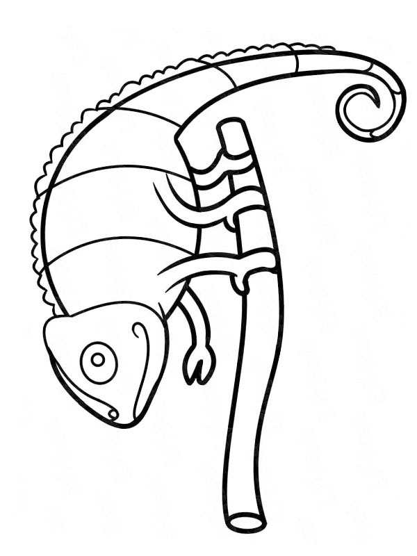 Camaleonte su un ramo disegno da colorare