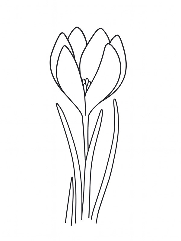 Crocus disegno da colorare Crocus disegno da colorare