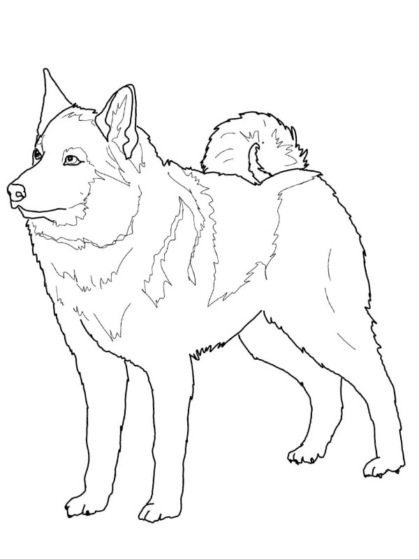 Husky norvegese disegno da colorare