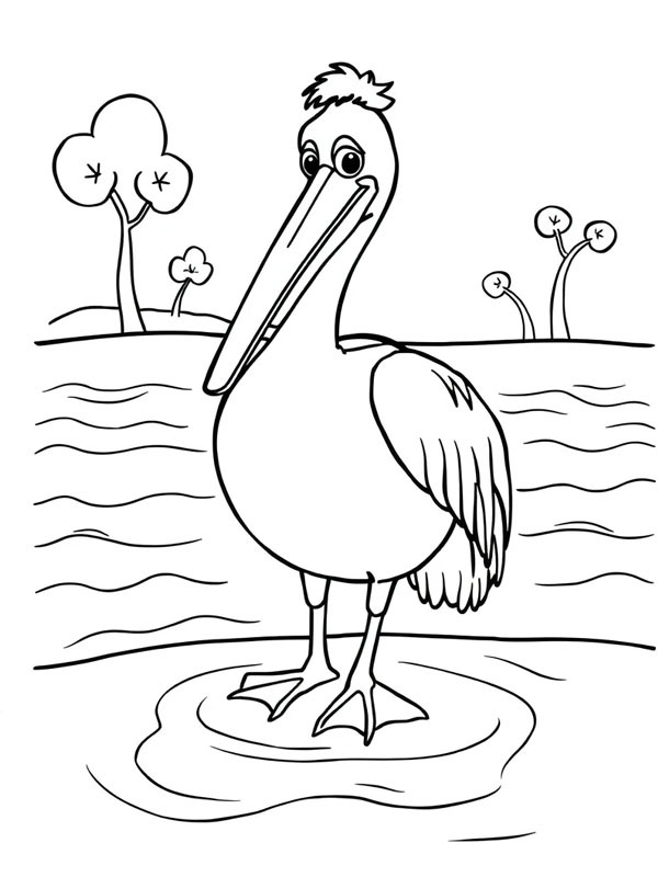 Pellicano in acqua disegno da colorare Pellicano in acqua disegno da colorare