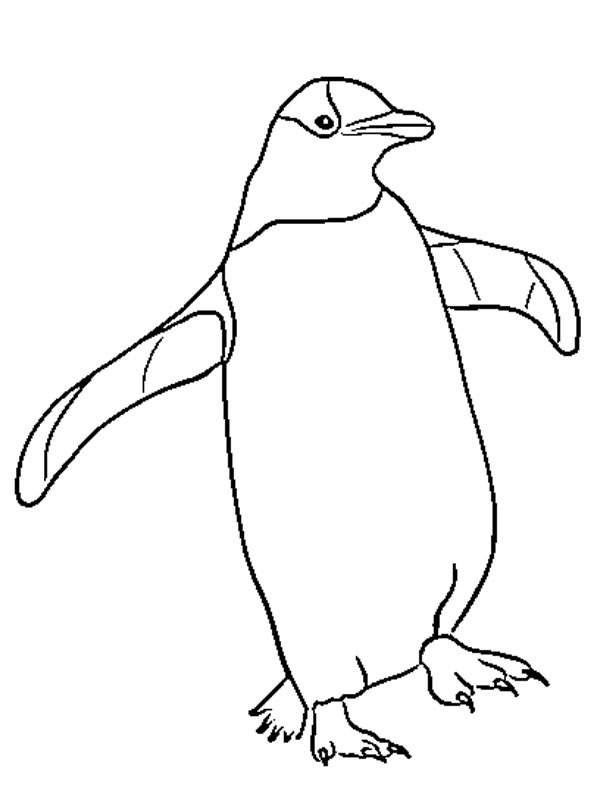 Pinguino disegno da colorare
