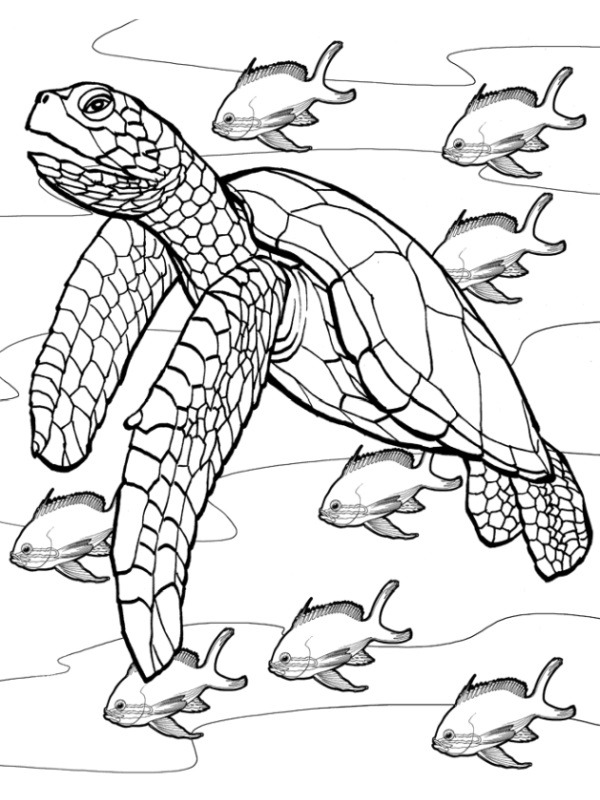 Tartaruga in acqua disegno da colorare