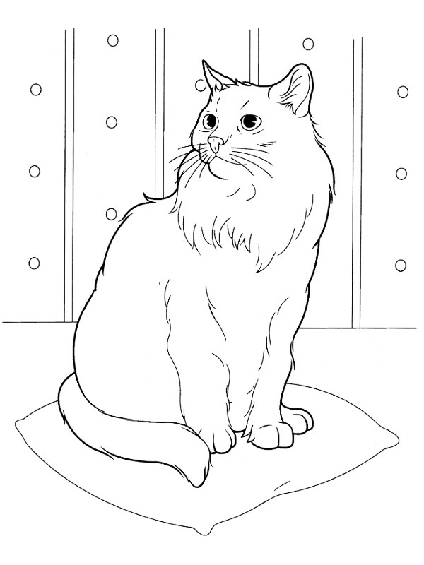 Gatto siberiano disegno da colorare