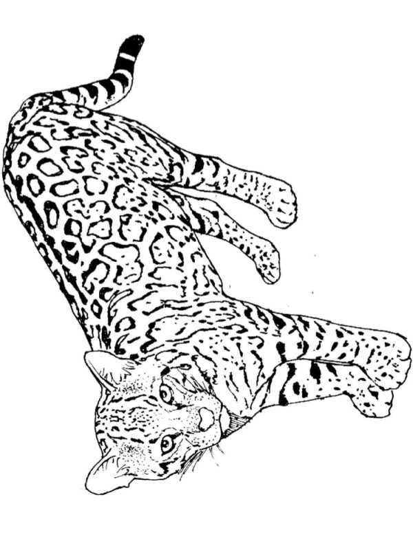 Leopardo disegno da colorare