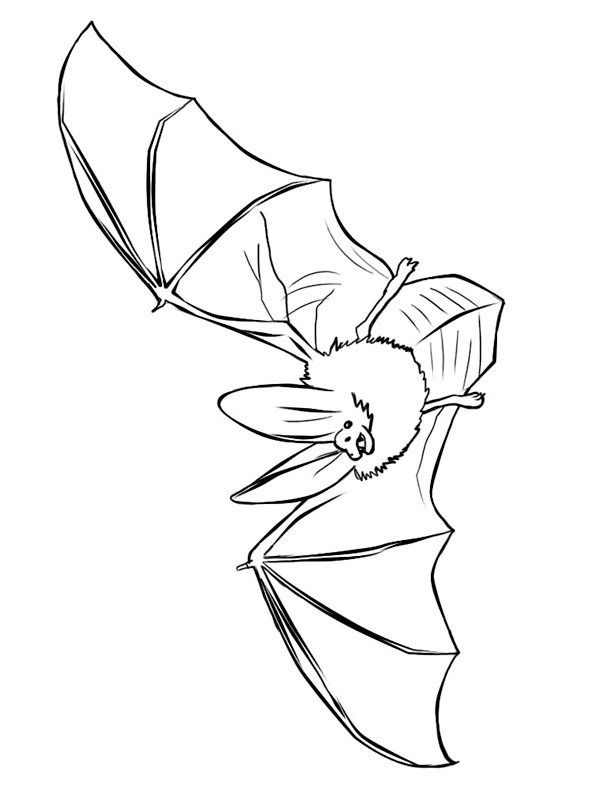 Pipistrello realistico disegno da colorare