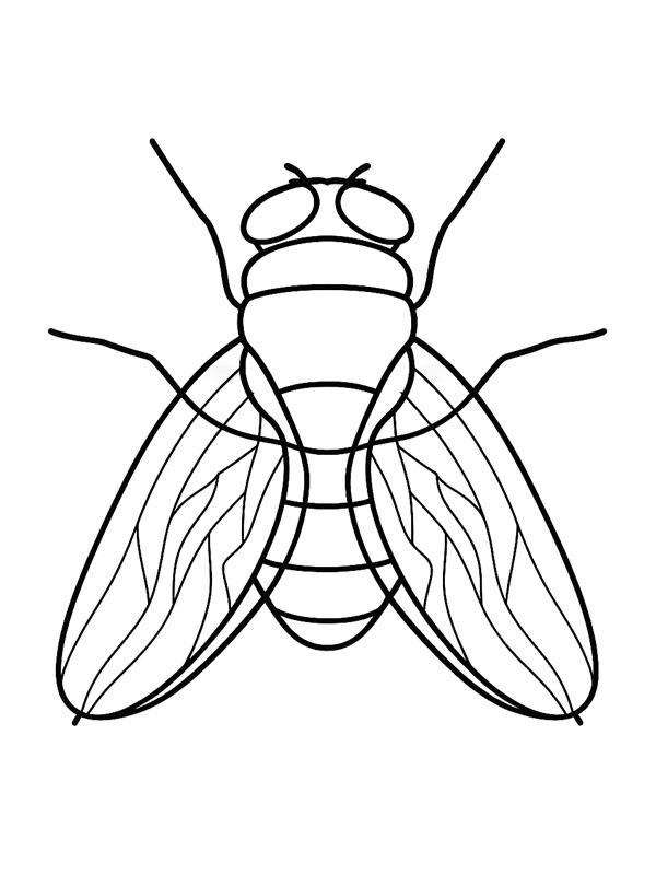 Mosca disegno da colorare Mosca disegno da colorare