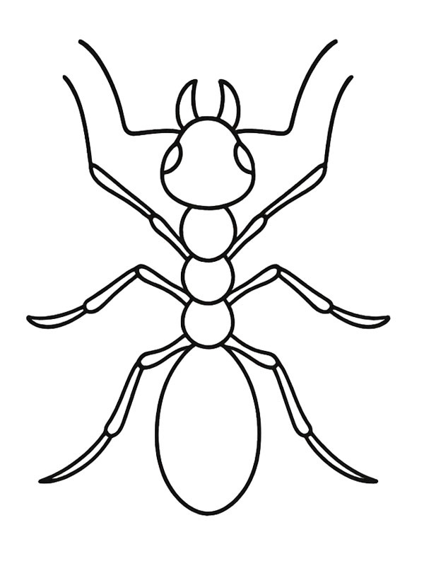 Formica rossa disegno da colorare Formica rossa disegno da colorare