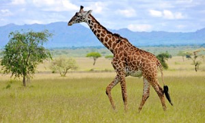 Giraffe