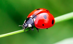 Coccinella