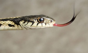 Serpenti