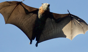 Pipistrelli